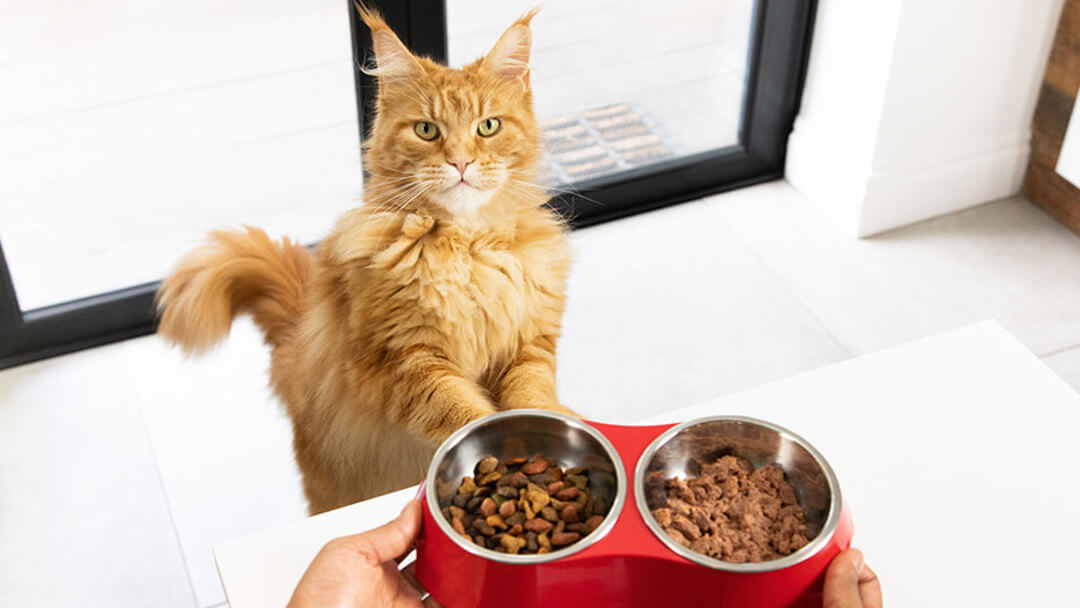 Was essen Katzen? Katzen richtig füttern PURINA